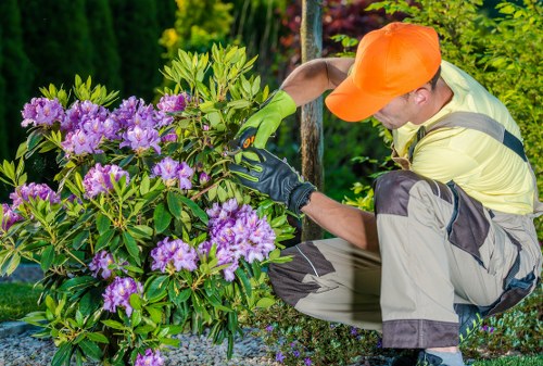 Seasonal plants and shrubs used in Croydon landscaping